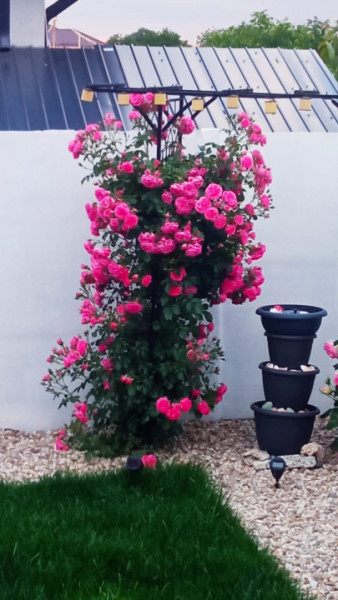 Casă pe parter, curte matură, complex liniștit – Clinceni !